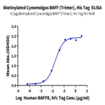 Biotinylated Cynomolgus BAFF/TNFSF13B/CD257 Trimer Protein BP005690 Syd Labs