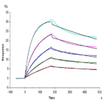 Human BAFFR/TNFRSF13C Protein BP005426 Syd Labs