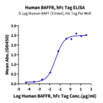 Human BAFFR/TNFRSF13C Protein BP005418 Syd Labs
