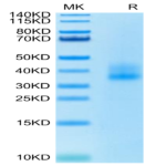 Human 4-1BB/TNFRSF9 Protein (BB4-HM141)