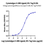 Cynomolgus 4-1BB Ligand/TNFSF9 Protein BP005145 Syd Labs