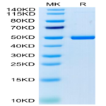 Cynomolgus 4-1BB Ligand/TNFSF9 Protein (BBL-CM241)