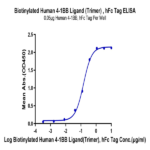Biotinylated Human 4-1BB Ligand/TNFSF9 Trimer Protein BP004587 Syd Labs