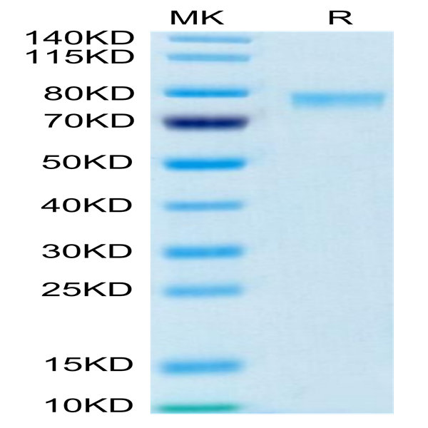 Biotinylated Human 4-1BB Ligand/TNFSF9 Trimer Protein (Primary Amine Labeling) (BBL-HM241B)