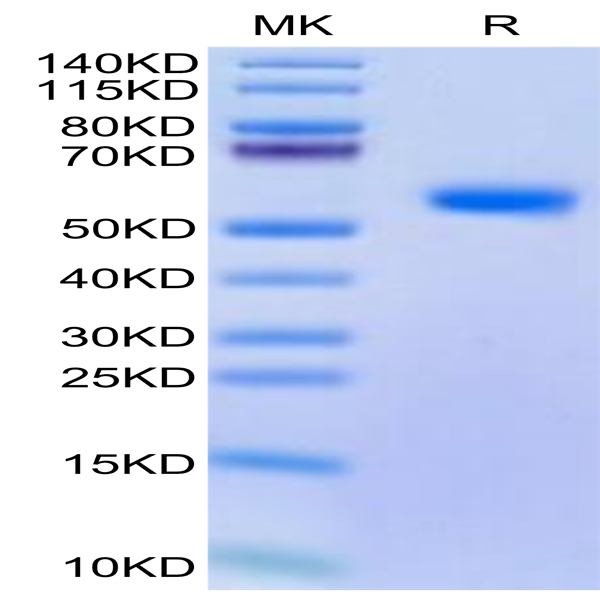 Cynomolgus BDCA-2 Protein (BCA-CM202)