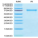 Mouse BCAM Protein (BCA-MM10M)