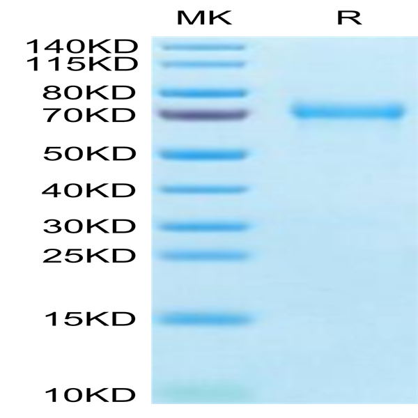 Mouse BCAM Protein (BCA-MM10M)