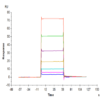 Biotinylated Mouse BCMA/TNFRSF17 Protein BP005116 Syd Labs