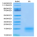 Biotinylated Mouse BCMA/TNFRSF17 Protein (BCM-MM417B)