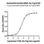Human/Murine/Rat BDNF Protein BP003373 Syd Labs