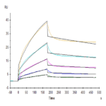 Cynomolgus B7-H2/ICOSLG Protein BP005143 Syd Labs