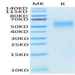 Cynomolgus B7-H2/ICOSLG Protein (BH7-CM172)