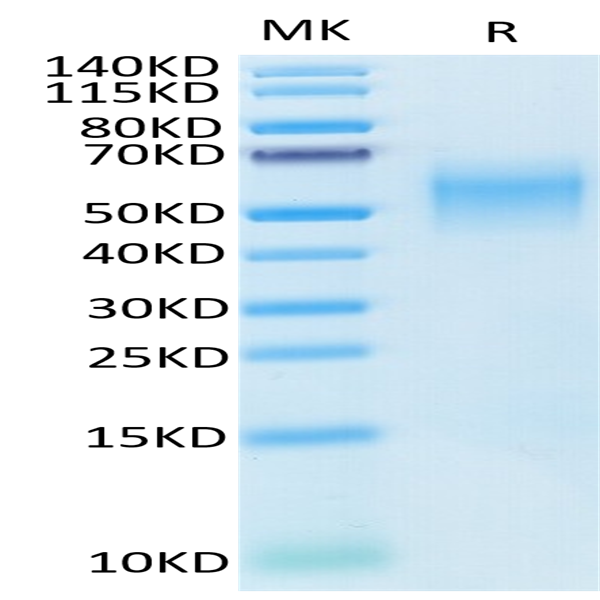 Cynomolgus B7-H2/ICOSLG Protein (BH7-CM172)