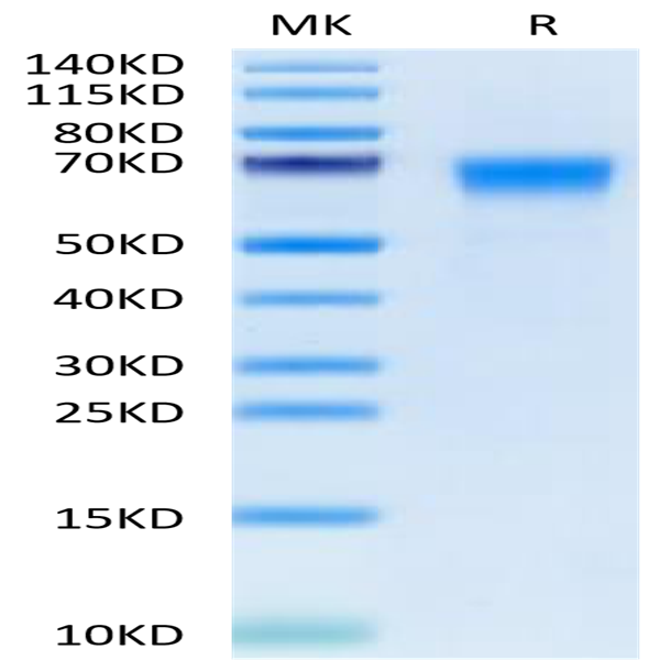 Cynomolgus B7-H7/HHLA2 Protein (BH7-CM177)
