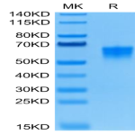 Human B7-H4 Protein (BH7-HM174)