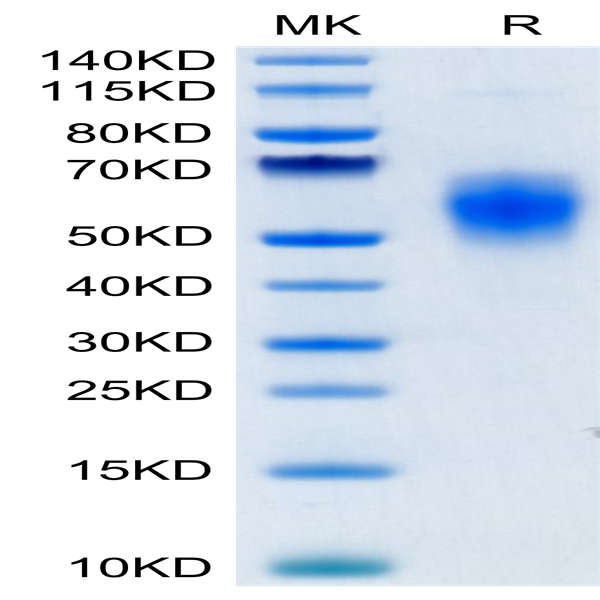 Human B7-H6/NCR3LG1 Protein (BH7-HM176)