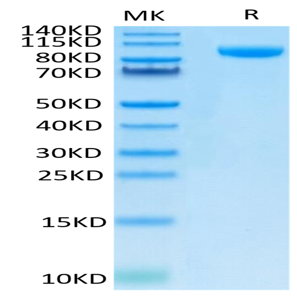 Human B7-H3 (4Ig) /B7-H3b Protein (BH7-HM23B)