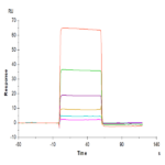 Human B7-H5/Gi24/VISTA Protein BP005148 Syd Labs