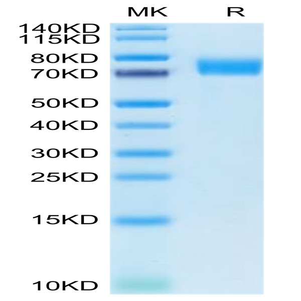 Human B7-H6/NCR3LG1 Protein (BH7-HM276)