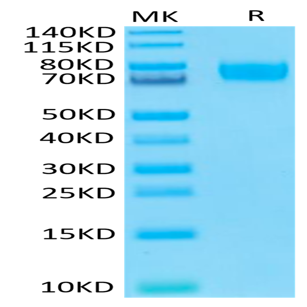 Biotinylated Human B7-H3 (4Ig) /B7-H3b Protein (BH7-HM43BB)