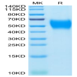 Mouse B7-H2/ICOSLG Protein (BH7-MM172)