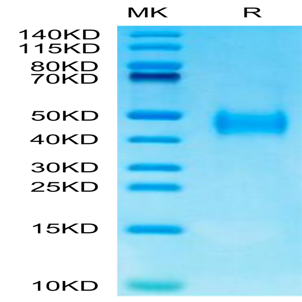 Mouse B7-H3/CD276 Protein (BH7-MM173)
