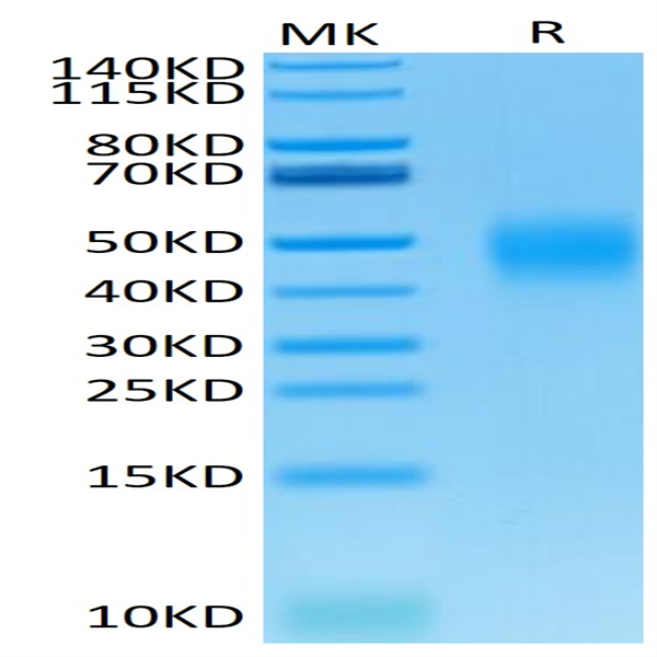 Mouse B7-H5/Gi24/VISTA Protein (BH7-MM175)