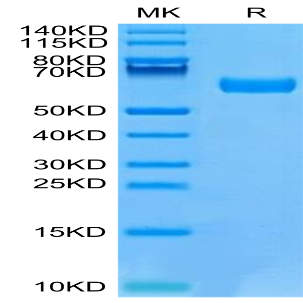 Mouse B7-H5/Gi24/VISTA Protein (BH7-MM275)