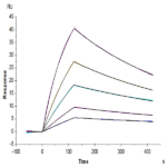 Mouse BID Protein BP003318 Syd Labs