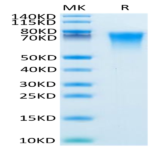 Mouse BSPII Protein (BSP-MM101)