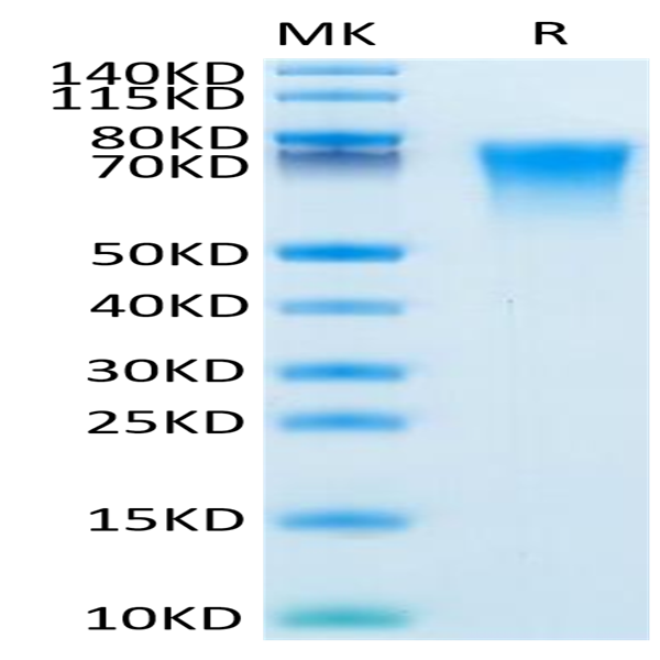 Mouse BSPII Protein (BSP-MM101)