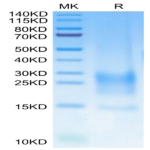 Cynomolgus BST2 Protein BP003909 Syd Labs