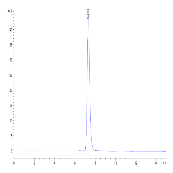 Human BST2 Protein (BST-HM202)