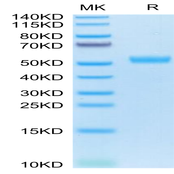 Human BST2 Protein (BST-HM202)