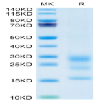 Mouse BST2 Protein BP004763 Syd Labs