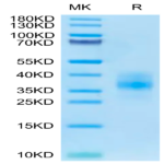 Cynomolgus BTLA Protein (BTL-CM101)