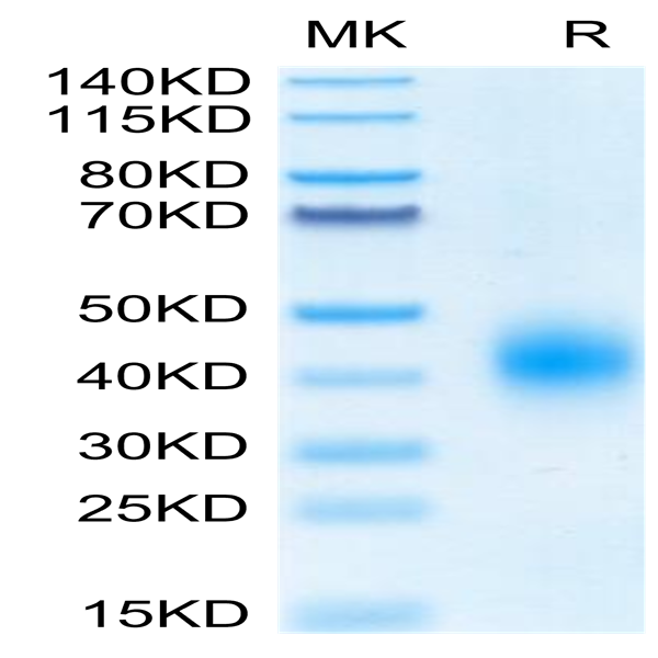 Biotinylated Human BTLA Protein (BTL-HM401B)