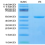 Mouse CYTL1/C17 Protein (C17-MM217)
