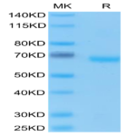 Human EpCAM/TROP1 Protein (CAM-HM2EP)