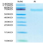 Biotinylated Human CEACAM-8/CD66b Protein (CAM-HM408B)