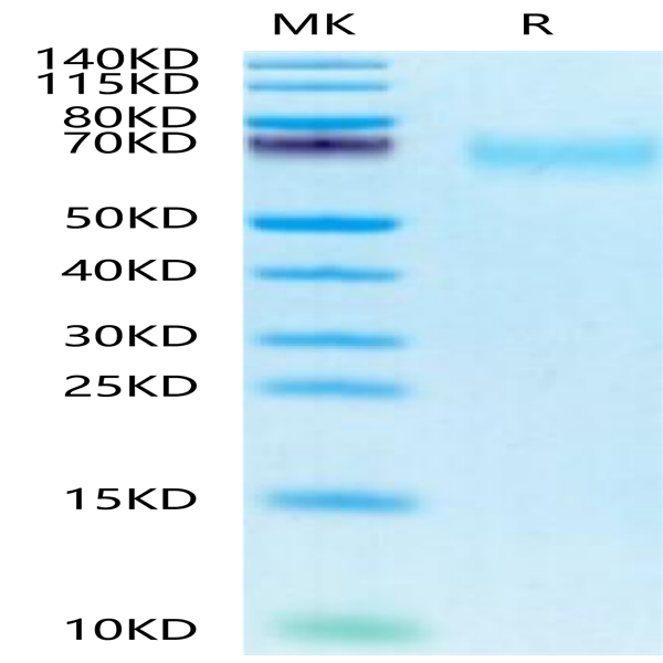 Biotinylated Human CEACAM-8/CD66b Protein (CAM-HM408B)
