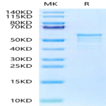 Biotinylated Human CKAP4 Protein (Primary Amine Labeling) BP003322 Syd Labs