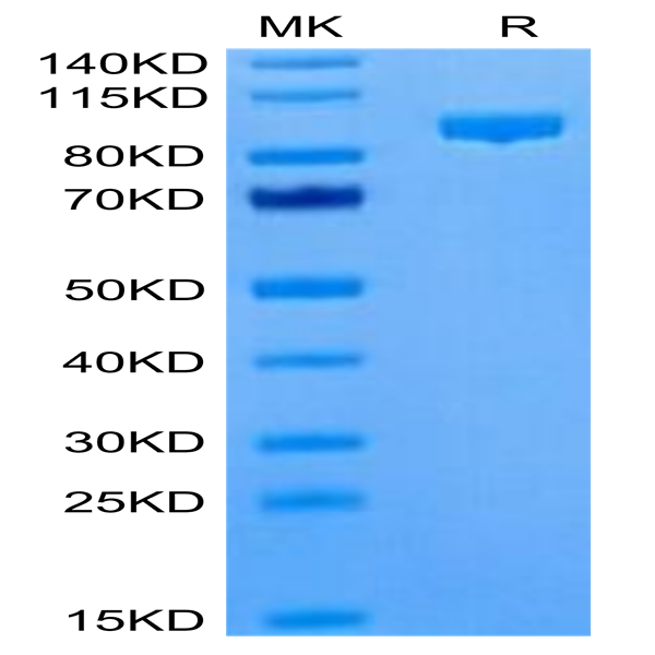 Cynomolgus Complement Component C2 Protein (CC2-CM101)