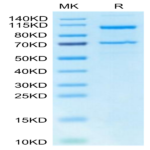 Human Complement C5 Protein (CC5-HM1C5)