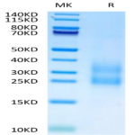 Cynomolgus CCL24 Protein (CCL-CM124)