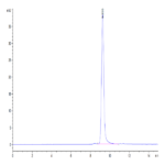 Mouse CCL24 Protein BP004637 Syd Labs