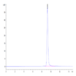 Mouse CCL24 Protein BP004863 Syd Labs