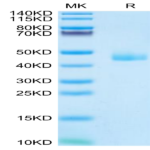 Mouse CCL24 Protein (CCL-MM224)