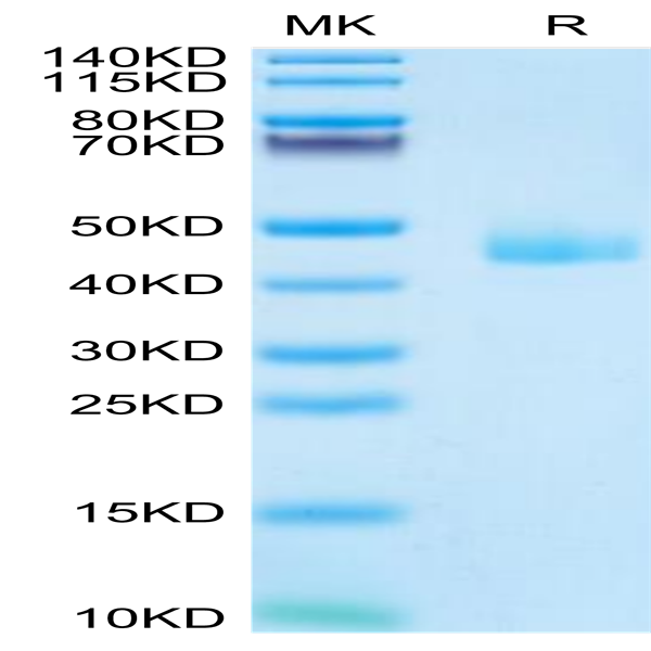 Mouse CCL24 Protein (CCL-MM224)