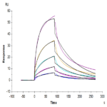 Cynomolgus CCR8 Protein BP003482 Syd Labs